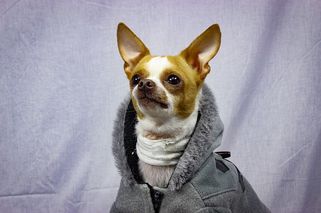 Jak chronić psa przed ujemnymi temperaturami?